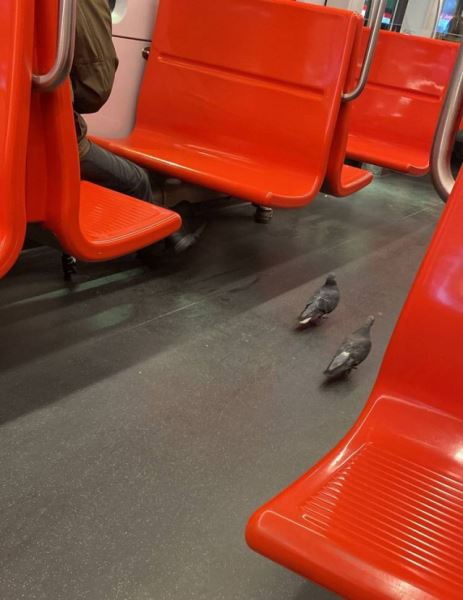 Смешные приколы в картинках: «Зря вы читали Оруэлла…» (26 фото)