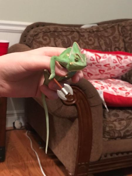 Хамелеоны и их цепкие лапки, которыми они держат всё, что им дать (20 фото)
