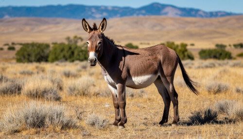 Ослик поправляет здоровье после того, как его ранили стрелой