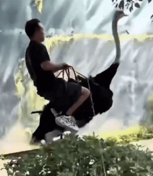 Мужчина вот уже 10 лет использует страусов как средства передвижения