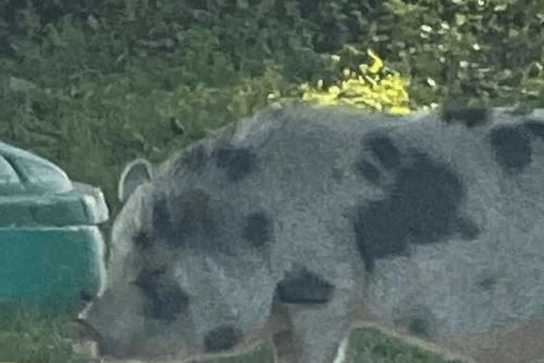 Люди пытаются поймать свиней, шляющихся возле загородного клуба