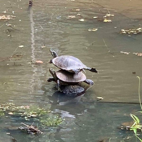 Пятничные фотоприколы: «Собираю шкаф по инструкции…» (33 шт)