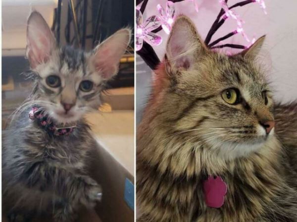 Впечатляющие преображения, которые вызовут улыбку (20 фото)