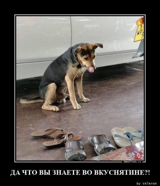 Демотиваторов пост: «Дорогу королю!» (13 фото)