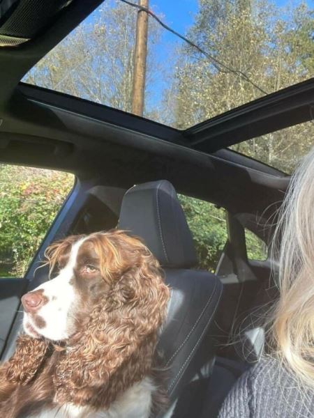 Смешные и милые собачьи кадры, чтобы день стал чуточку лучше (29 фото)