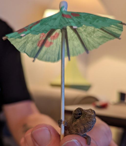 Хамелеоны и их цепкие лапки, которыми они держат всё, что им дать (20 фото)