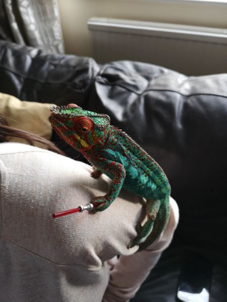 Хамелеоны и их цепкие лапки, которыми они держат всё, что им дать (20 фото)