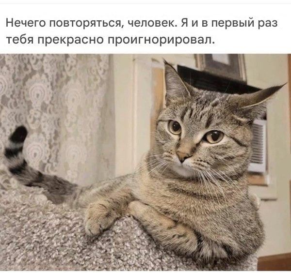 Котомемы для настроения (16 шт)