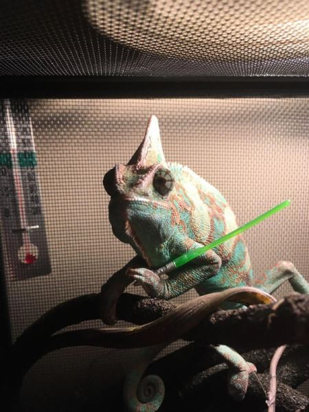 Хамелеоны и их цепкие лапки, которыми они держат всё, что им дать (20 фото)