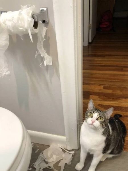 Хаос с лапками (15 фото)