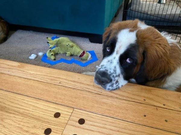 Хаос с лапками (15 фото)