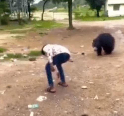 Блогер угостил дикого медведя безалкогольным напитком и всех возмутил