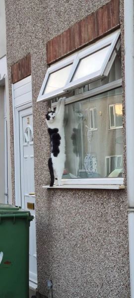 Хаос с лапками (15 фото)