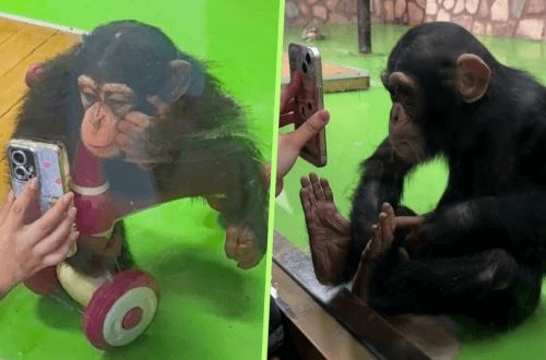 Посетителей зоопарка просят перестать показывать видеоролики шимпанзе