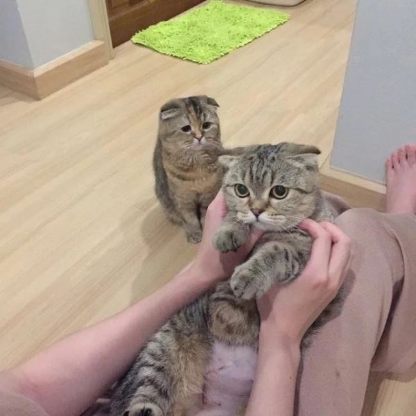 Смешных кошек вам в ленту! (19 фото)