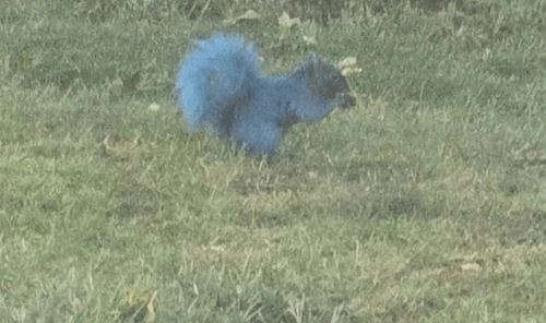 Неизвестный хулиган покрасил белок в красный и синий цвета