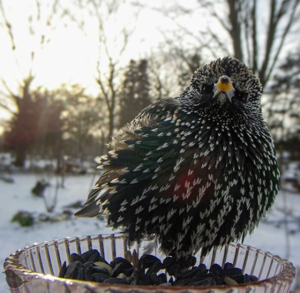 Женщина установила камеру на кормушку для птиц, и вот каких гостей она запечатлела (28 фото)