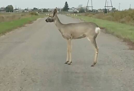 В российском регионе снова заметили «зомби-косуль»