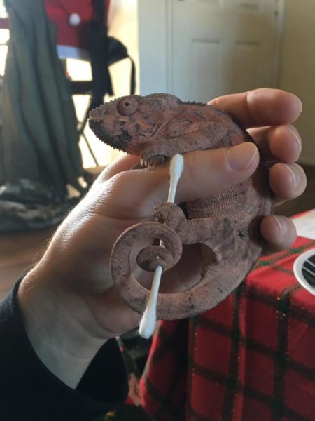 Хамелеоны и их цепкие лапки, которыми они держат всё, что им дать (20 фото)