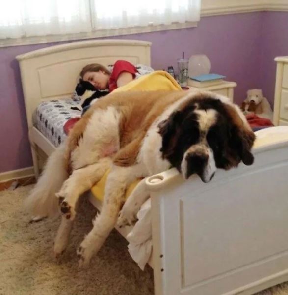 Большие друзья человека (20 фото)