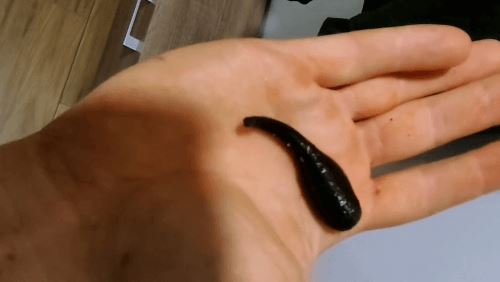 После рыбалки мужчина извлёк из своего сапога «монструозную» пиявку