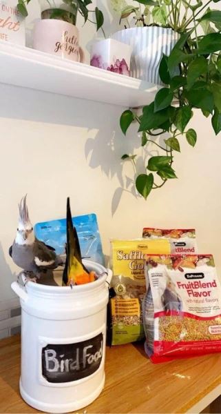 Хаос с лапками (15 фото)