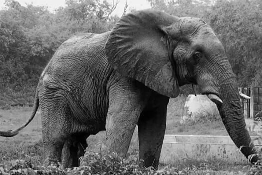 В Индии умер знаменитый одинокий слон