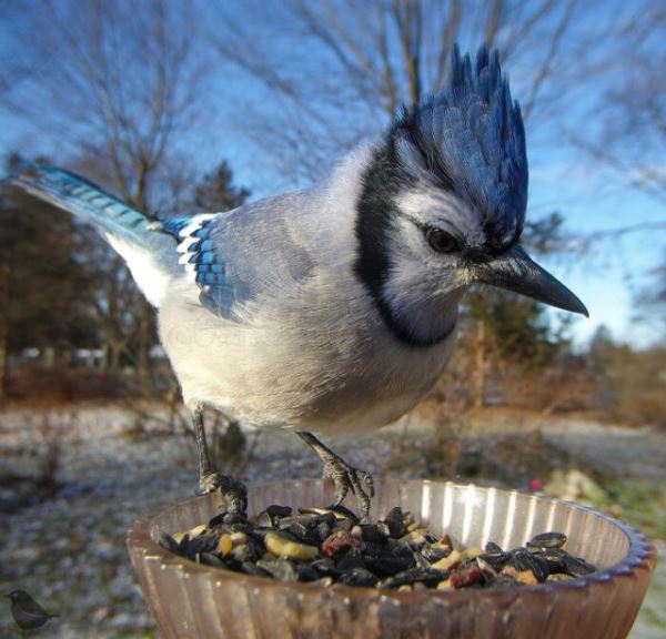 Женщина установила камеру на кормушку для птиц, и вот каких гостей она запечатлела (28 фото)