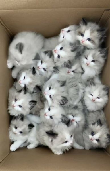 Пятничные фотоприколы: «Ребята, подождите!» (38 шт)