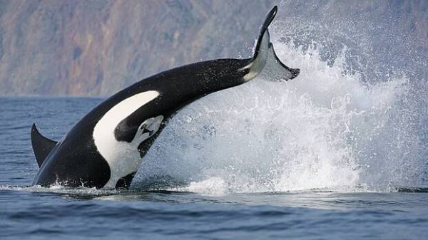 Косатки напали на две яхты в водах Португалии и потопили одну из них