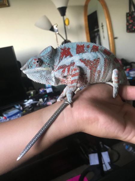 Хамелеоны и их цепкие лапки, которыми они держат всё, что им дать (20 фото)