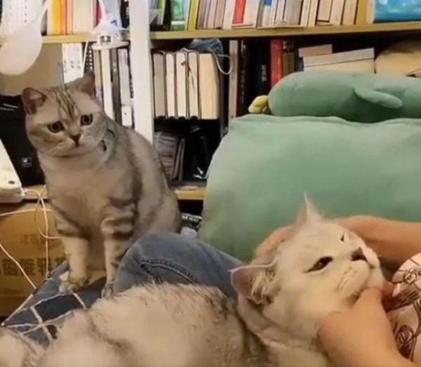 Смешных кошек вам в ленту! (19 фото)