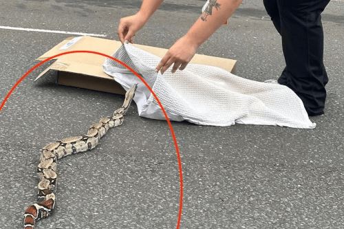 Крупная змея была замечена на улице, по которой дети ходят в школу