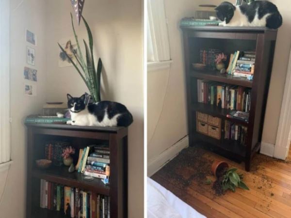 Хаос с лапками (15 фото)