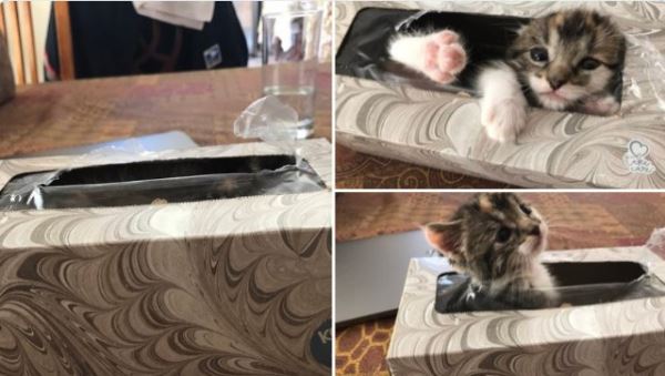 Домашние питомцы, которым прятки даются не очень (18 фото)