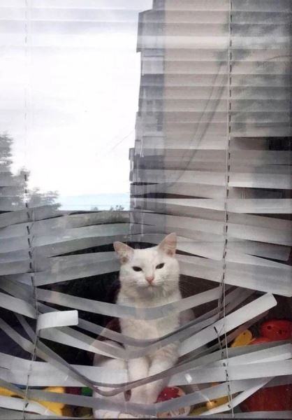 Хаос с лапками (15 фото)