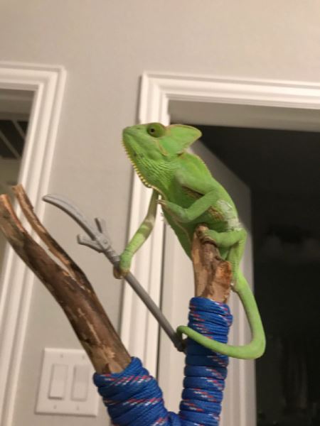 Хамелеоны и их цепкие лапки, которыми они держат всё, что им дать (20 фото)