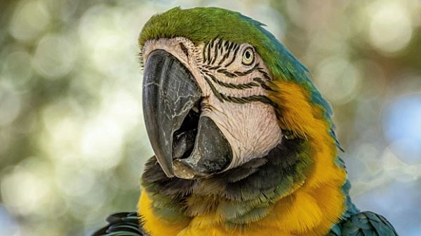 Попугай потерял рассудок из-за плохого капремонта