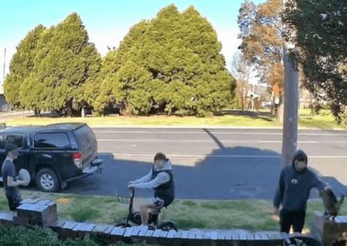 Трое подростков украли пожилую кошку, и теперь животное не могут найти