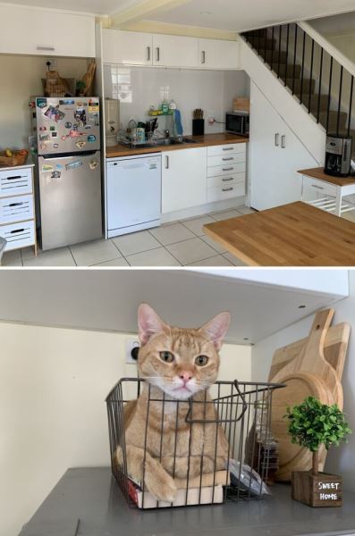 Домашние питомцы, которым прятки даются не очень (18 фото)